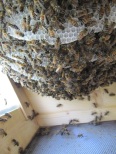 Bienen (nach 2 Wochen) (6)