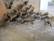 Die Bienen sterzeln wie verrückt um ihre restlichen Schwestern vom Baum in die Kiste zu locken.